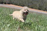 CAIRN TERRIER 119